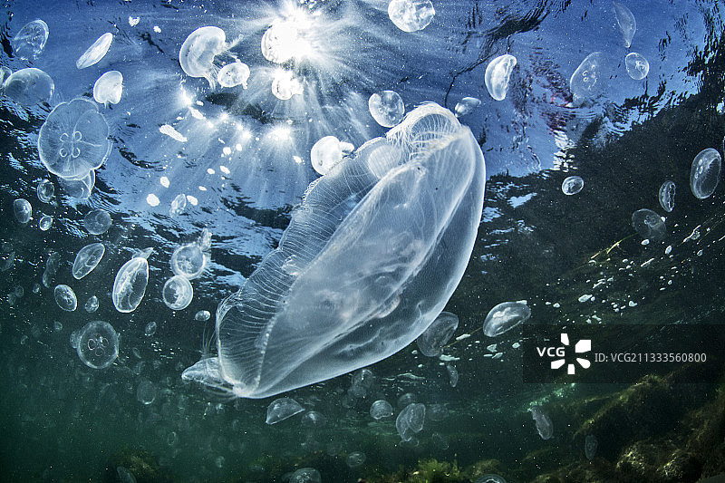 法国奥雷利亚水母图片素材