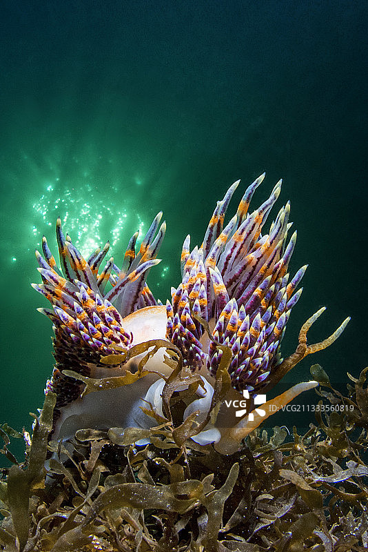 法国奥克西塔尼埃唐德托的四色海蛞蝓图片素材