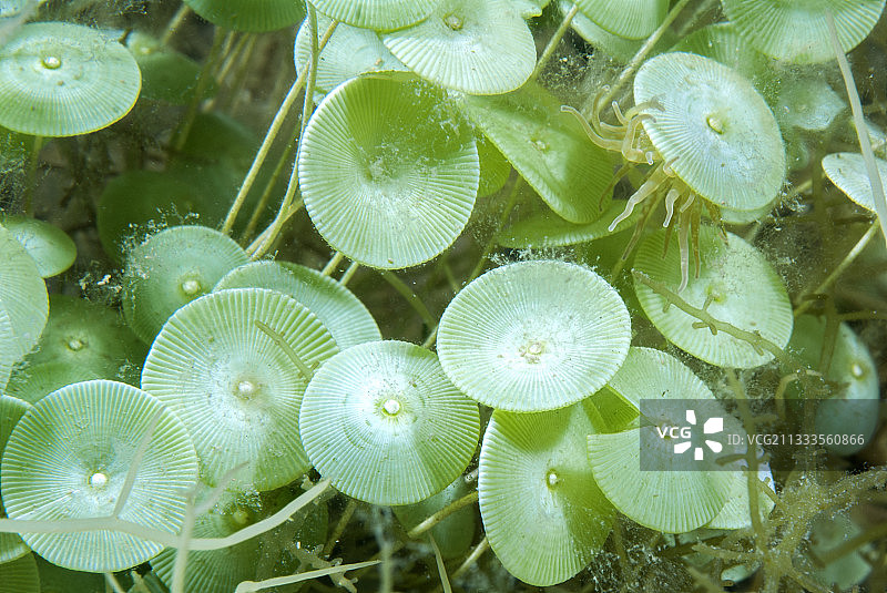 伞藻(Acetabularia acetabulum)，位于法国奥克西塔尼埃罗的布齐格埃塘图片素材