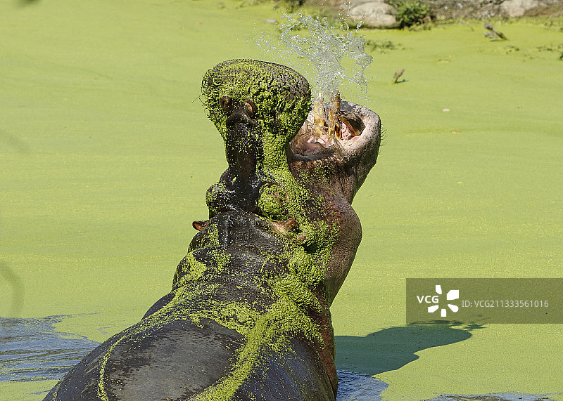克鲁格国家公园在水中打哈欠的河马图片素材