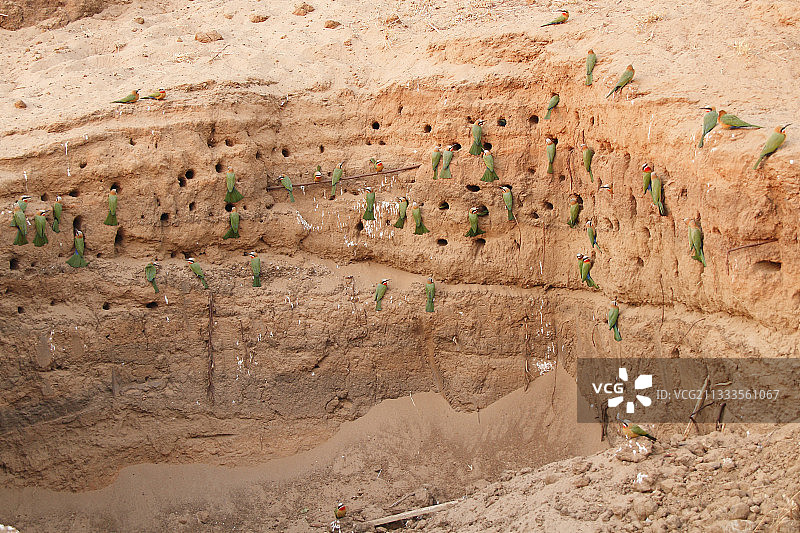 白额蜂虎在南非克鲁格国家公园巢穴附近聚集图片素材