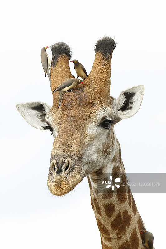 长颈鹿和红嘴牛椋鸟，克鲁格国家公园，南非图片素材