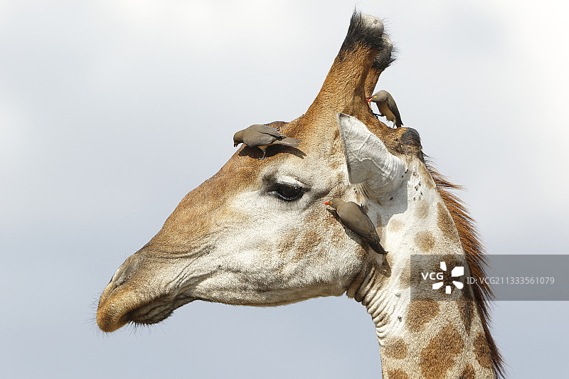 长颈鹿和红嘴牛椋鸟，克鲁格国家公园，南非图片素材