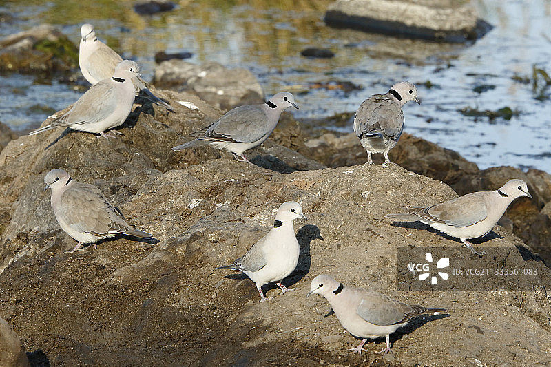 南非克鲁格国家公园河岸上的  环颈鸠图片素材