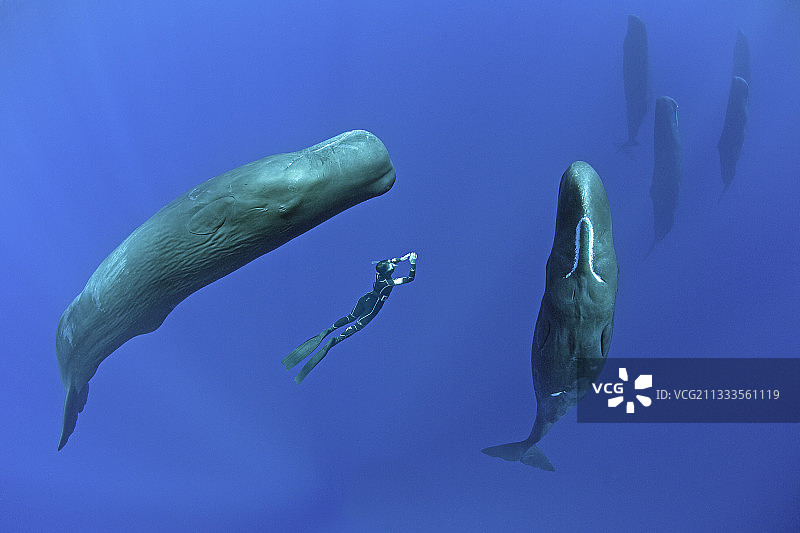 自由潜水员偶遇抹香鲸（Physeter macrocephalus），栖息地：多米尼加，加勒比海，大西洋图片素材