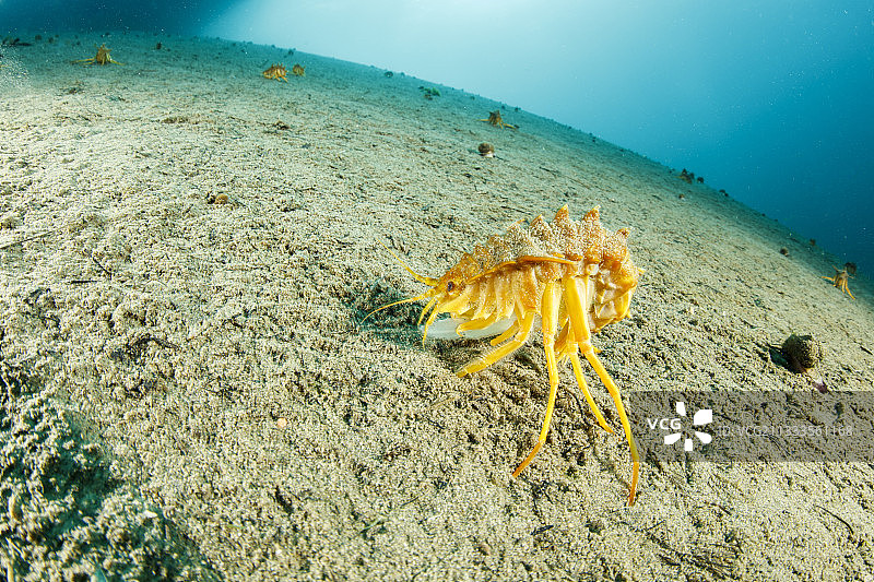 贝加尔湖的淡水等足类动物图片素材