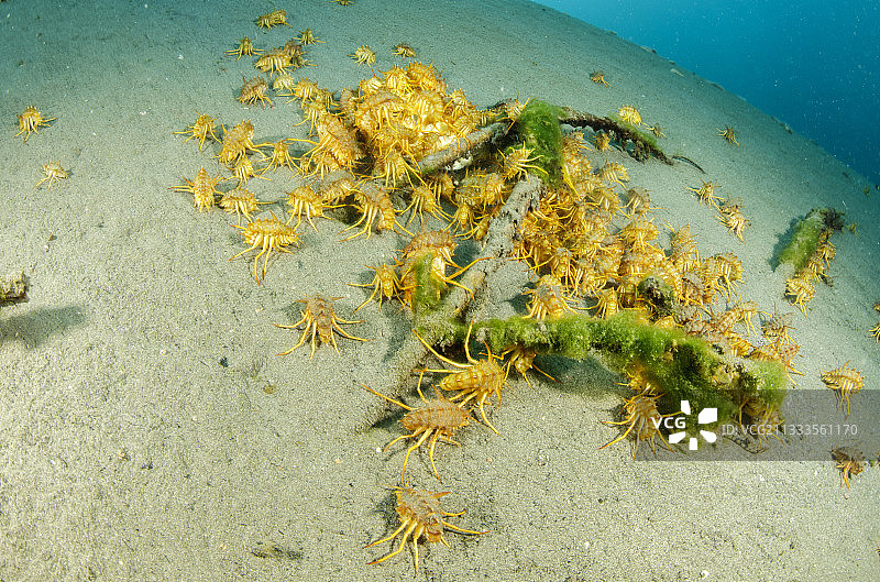 贝加尔湖：淡水等足类动物 Acanthogammarus victorii 以垃圾为食图片素材