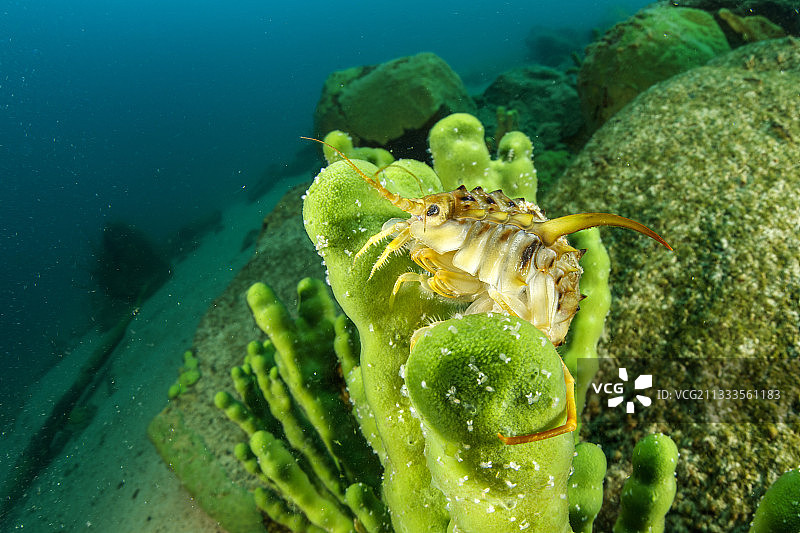 贝加尔湖淡水等足虫图片素材