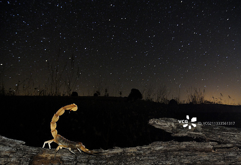 星空下寻找食物的黄色蝎子图片素材