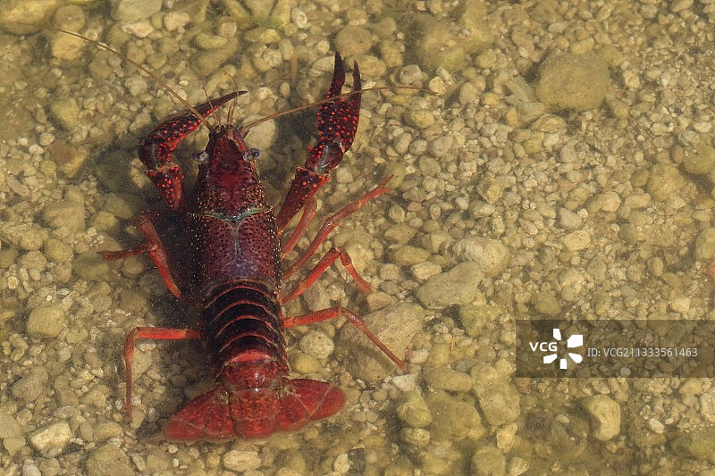 红色沼泽螯虾（克氏原螯虾），欧洲图片素材