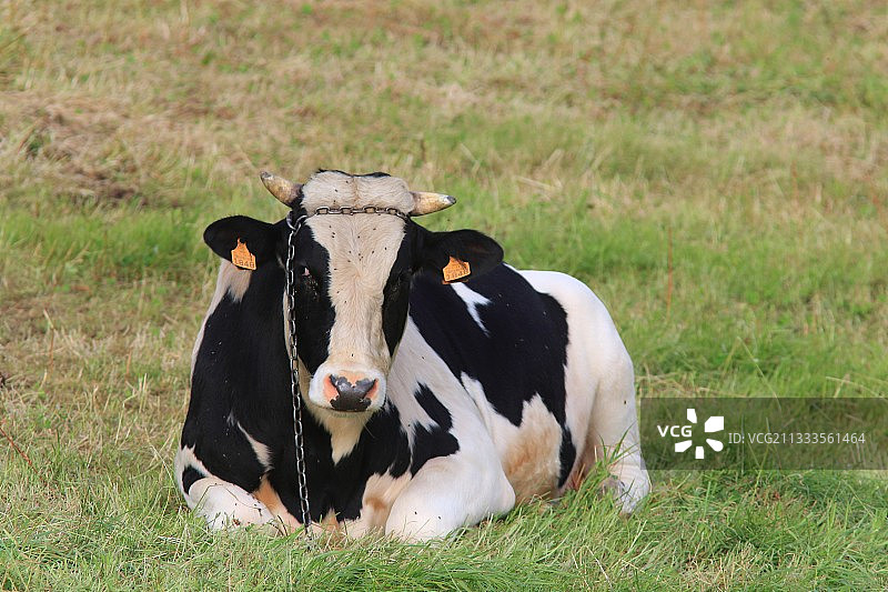 躺在草地上的荷斯坦奶牛图片素材