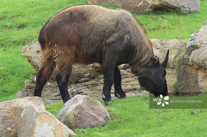 羚牛吃草图片素材