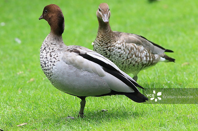 草地上的澳大利亚木鸭图片素材