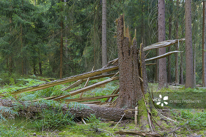 破碎的云杉树，施佩萨特，巴伐利亚，德国，欧洲图片素材