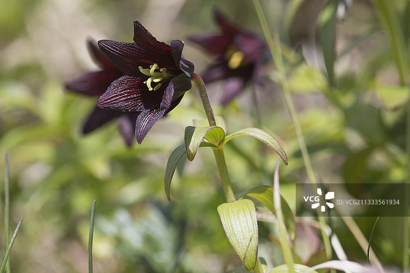 北方稻根百合，俄罗斯西伯利亚马加丹州图片素材
