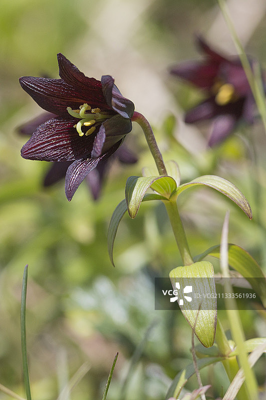 北方稻根百合，俄罗斯西伯利亚马加丹州图片素材