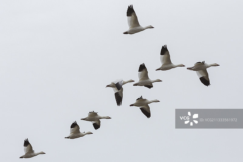 飞行中的雪雁，俄罗斯楚科奇的弗兰格尔岛图片素材