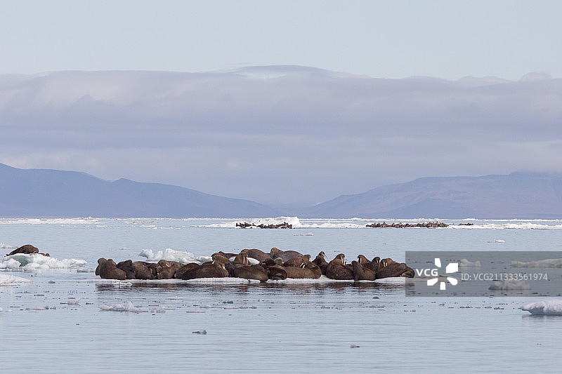 在俄罗斯楚科奇弗兰格尔岛克拉辛湾冰上的太平洋海象图片素材