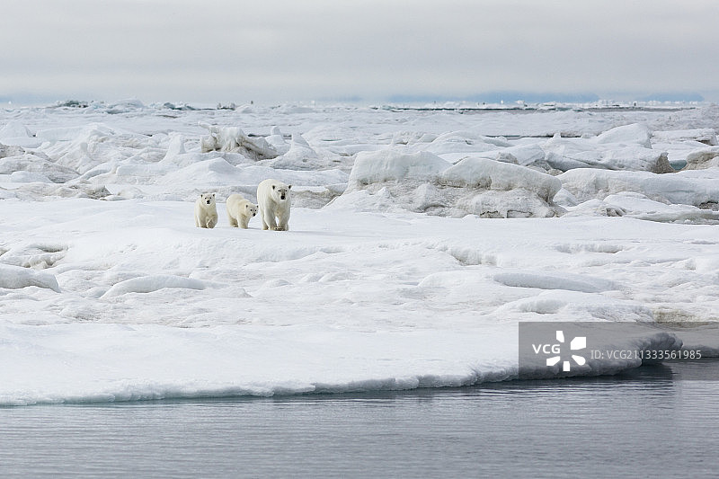 俄罗斯楚科奇弗兰格尔岛冰上的北极熊与幼崽图片素材