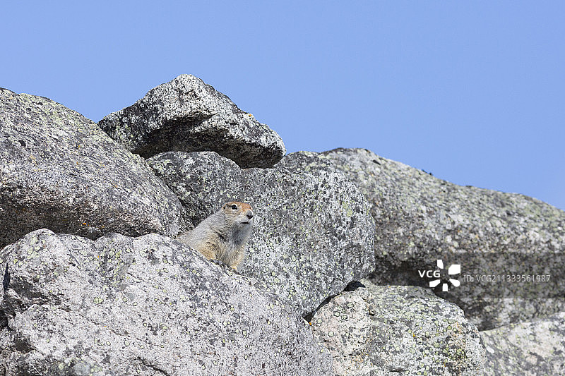在俄罗斯楚科奇杰日涅夫角岩石上的北极地松鼠图片素材