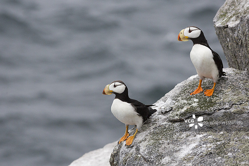 俄罗斯楚科奇科柳钦岛海岸上的角海鹦图片素材
