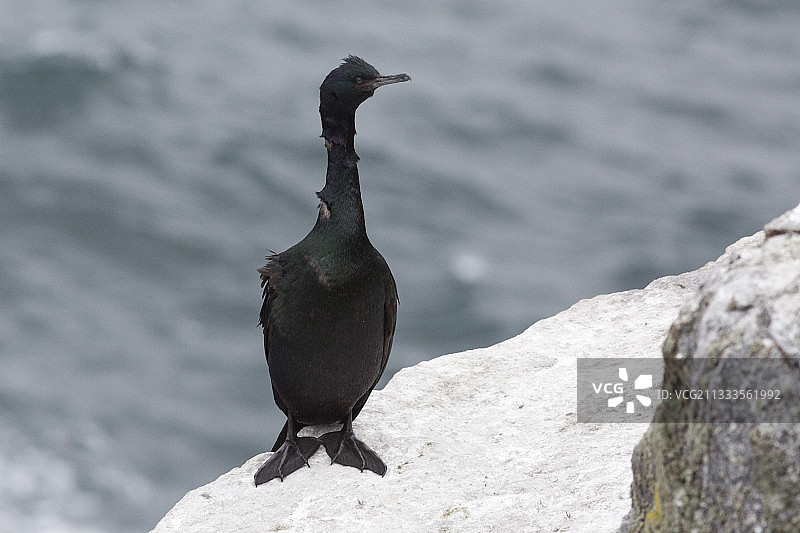 海鸬鹚，俄罗斯楚科奇科柳钦岛岸边图片素材
