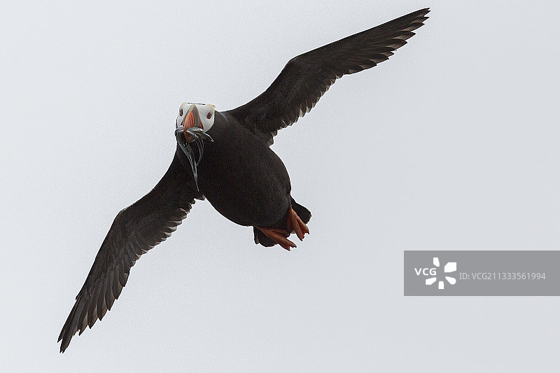 花魁鸟飞行，俄罗斯楚科奇科留钦岛图片素材