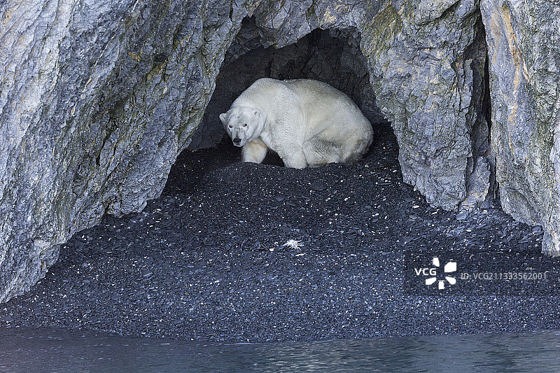 北极熊（熊科动物）在岸边，俄罗斯楚科奇 Wrangel 岛图片素材