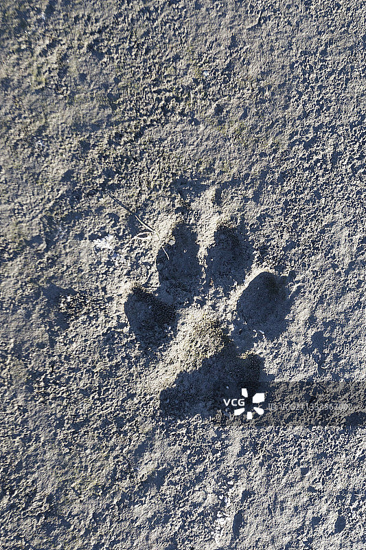 狼足迹，弗兰格尔岛，俄罗斯图片素材