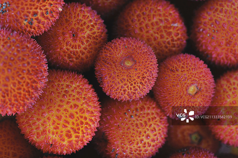 法国埃罗省的草莓树果实图片素材