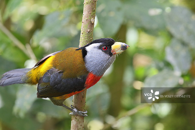 厄瓜多尔的雄性图肯须鴷图片素材