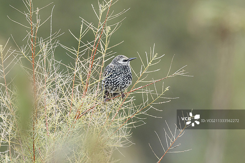 在法国阿尔萨斯省柽柳上的八哥图片素材