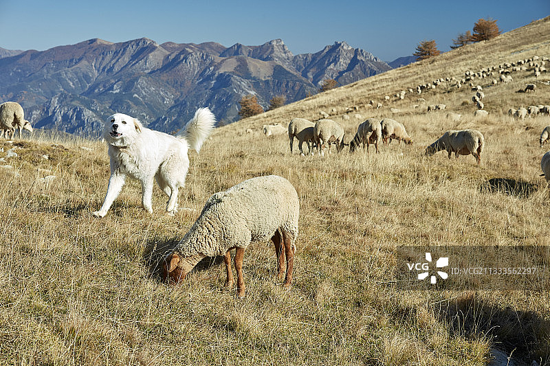 阿尔卑斯山牧场上的山地犬与羊图片素材