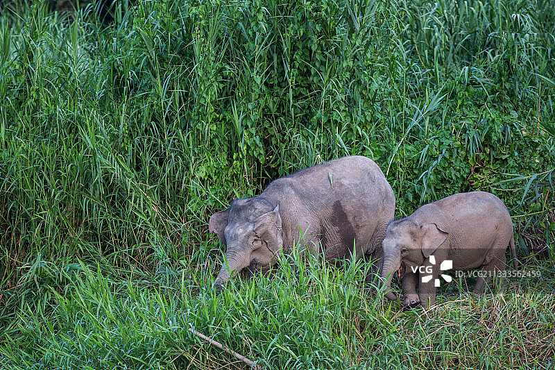 婆罗洲矮象走在京那巴当岸河岸边，沙巴，马来西亚图片素材