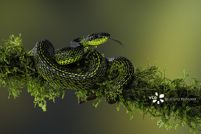 塔拉曼卡山蝮蛇，栖息于哥斯达黎加塔拉曼卡山脉的苔藓树枝上图片素材