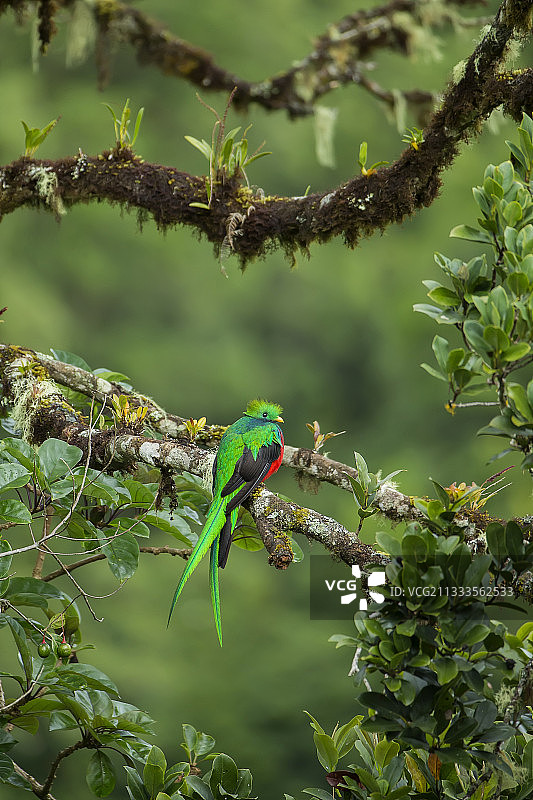 雄性绿咬鹃（Pharomachrus mocinno），换羽期，塔拉曼卡山脉，哥斯达黎加，七月图片素材