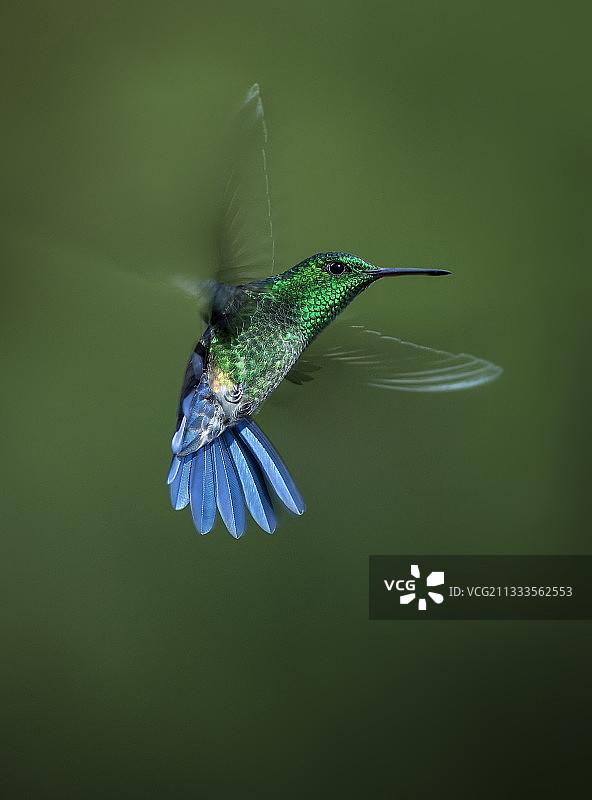 蓝喉蜂鸟（Amazilia saucerrottei），悬停，哥斯达黎加图片素材