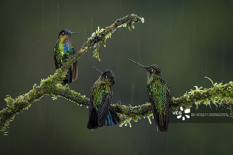 塔拉曼卡山蜂鸟图片素材