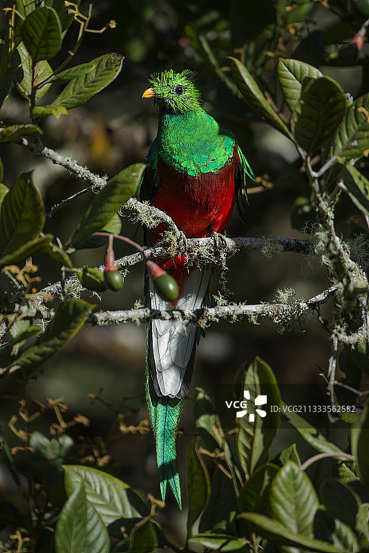 雄性格查尔鸟站在哥斯达黎加塔拉曼卡山脉的鳄梨树上图片素材