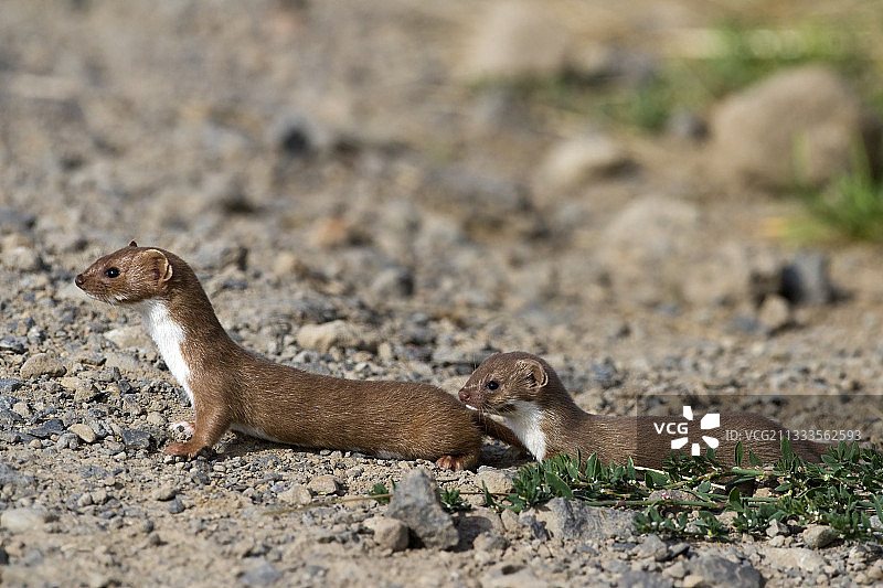 在法国阿尔代什乡村，成年伶鼬（Mustela nivalis）带着幼崽图片素材