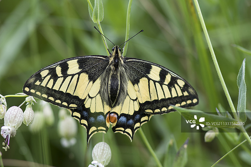 燕尾蝶（学名：Papilio machaon），意大利图片素材