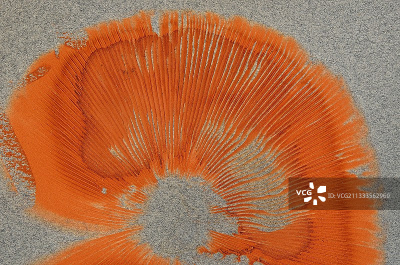 蘑菇的孢子印，法国田间蘑菇（Agaricus campestris）图片素材