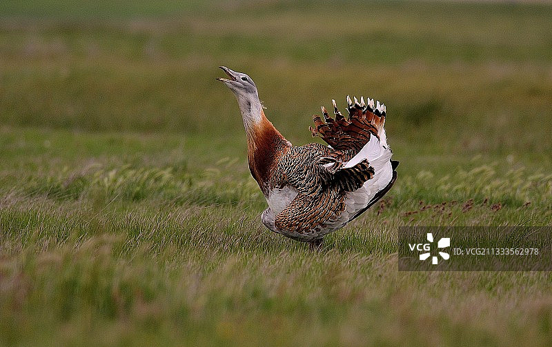 大鸨求偶行为，西班牙卡斯蒂利亚-莱昂Villafafila图片素材