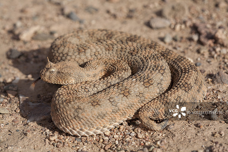摩洛哥瓦尔扎扎特沙漠角蝰图片素材
