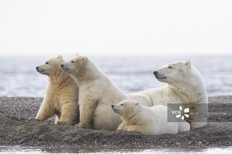 北极熊母子（巴特岛，北极圈，阿拉斯加）图片素材