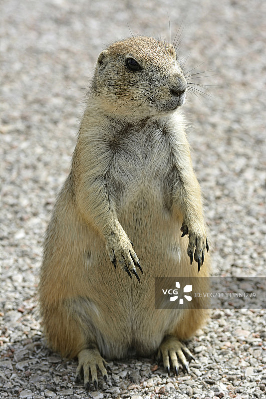 黑尾草原犬鼠，美国南达科他州恶地国家公园图片素材