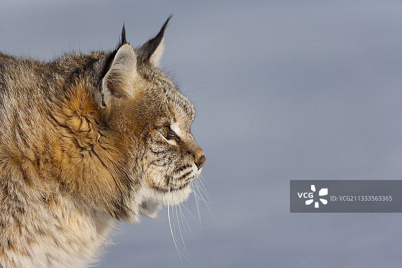 短尾猫图片素材