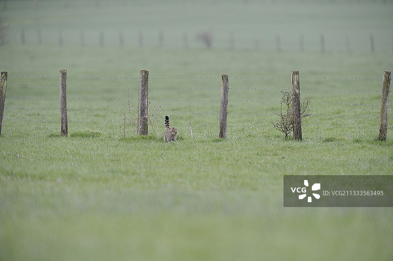 野猫在法国洛林草地上撒尿以标记领地图片素材