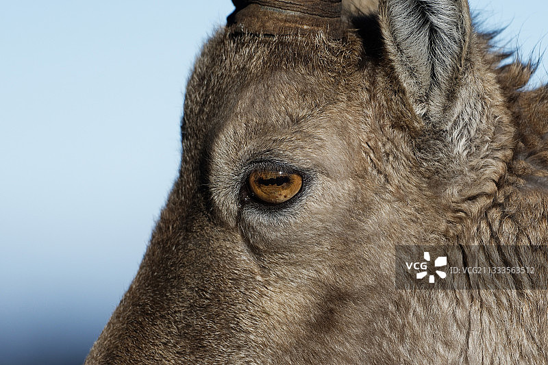 阿尔卑斯野山羊雌性眼睛细节，瑞士图片素材