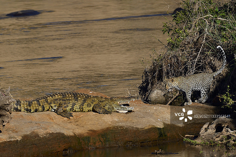 马赛马拉：幼年雌豹探索领地，偶遇尼罗鳄图片素材